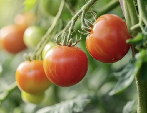 Tomato Growing Guide